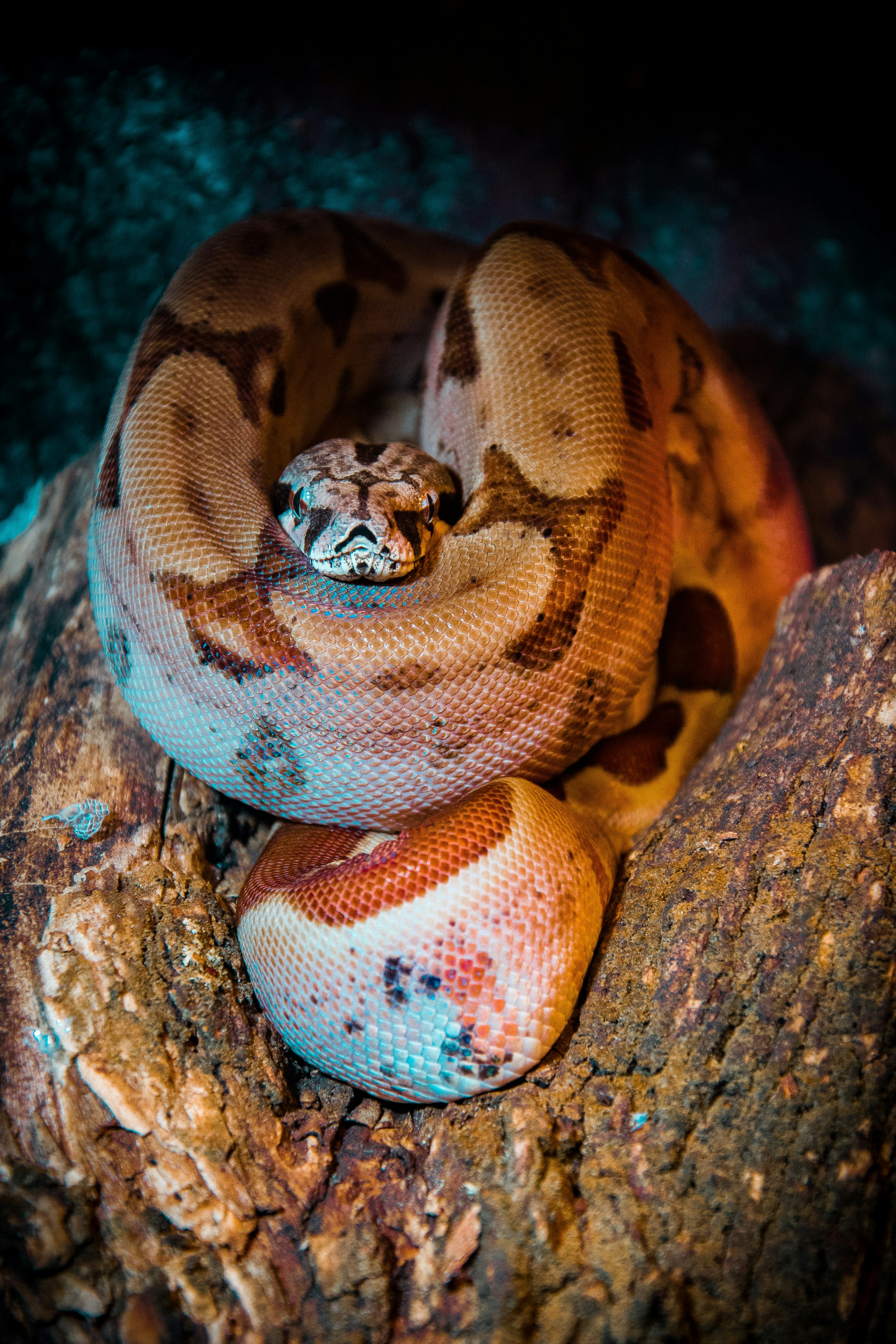 brown snake on focus photographty